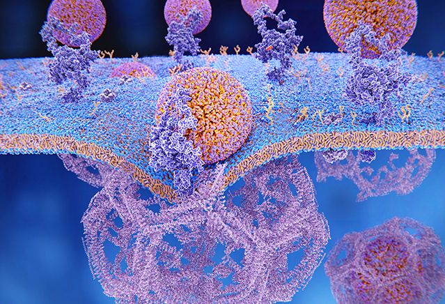 Диагностика сердца - анализ крови на липопротеин (а)