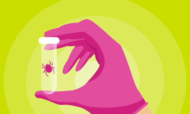 Укусил клещ? Извлеки и проверь за 1 день по выгодной цене!