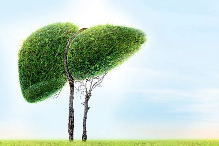 Гепатомегалия — ЛабКвест