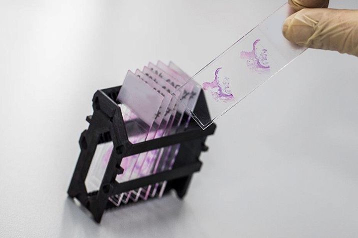 Гистология — ЛабКвест